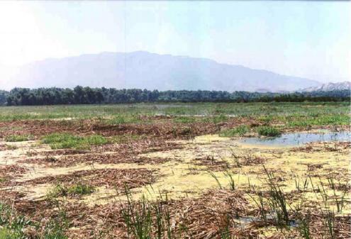 Emergent cattails in this constructed treatment wetland were knocked down with heavy equipment, creating conditions favorable for buildup of mosquito populations.