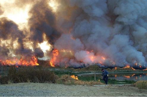 A controlled burn to remove dried emergent vegetation from a constructed treatment wetland.