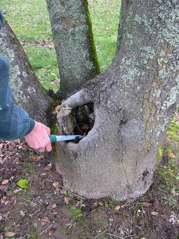 Treeholes like this one may provide habitat for mosquitoes.