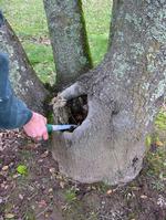 Treeholes like this one may provide habitat for mosquitoes.