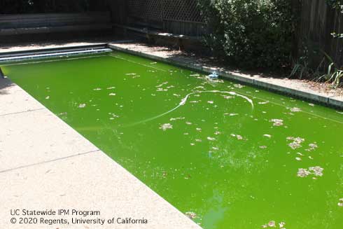 Neglected swimming pool that provides ample habitat for mosquito larva to develop.