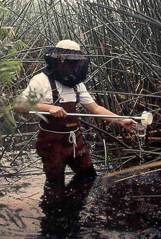 Sampling mosquitoes in a constructed treatment wetland using a dipper.