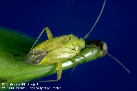 Adult calocoris bug, <i>Closterotomus</i> (=<i>Calocoris</i>) <i>norvegicus</i>.