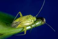 Adult plant bug, Calocoris norvegicus.