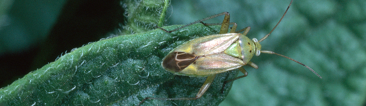 Adult plant bug.