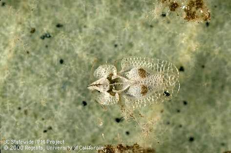 Adult Western sycamore lace bug.