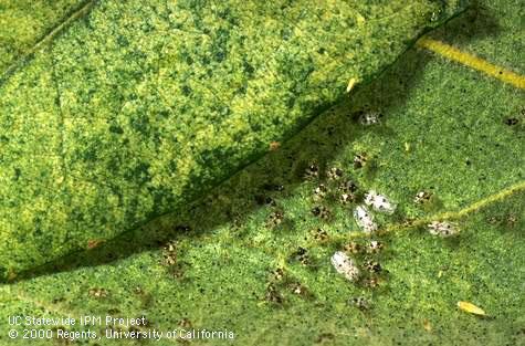 Bleaching of the upper side of a sycamore leaf caused by western sycamore lace bug.