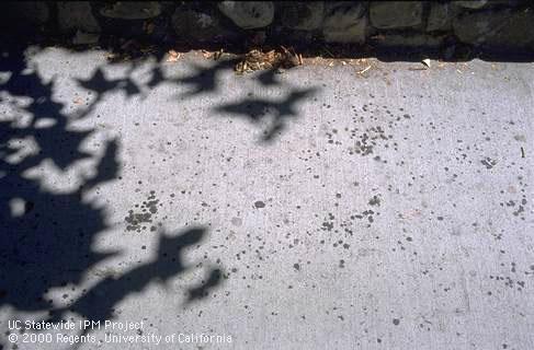 Sidewalk beneath California sycamore stained with lace bug excretions.