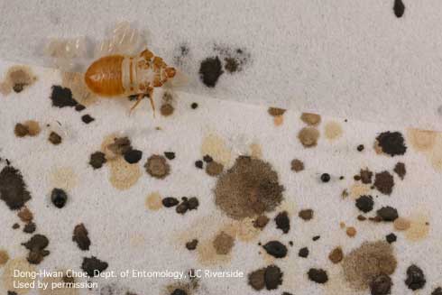 Fecal spots caused by bed bugs, <i>Cimex lectularius,</i> with eggs and cast skins (exuviae) visible in the upper left-hand corner.