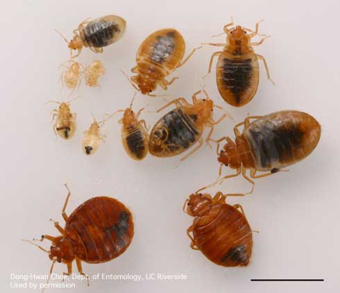 Adults and nymphs of bed bugs, <i>Cimex lectularius.</i>.