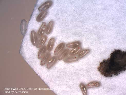 Eggs of bed bugs, <i>Cimex lectularius.</i>.