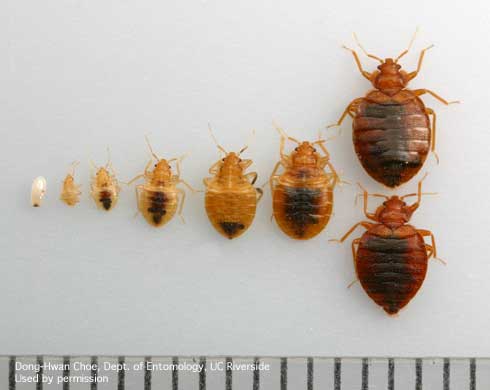 Egg, five nymphal stages, and adult bed bugs, <i>Cimex lectularius.</i>.