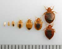 baby bed bugs