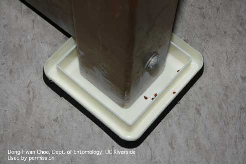 Interceptor monitors can be used under legs of furniture to trap bed bugs, <i>Cimex lectularius,</i> as they travel between harborage and host.