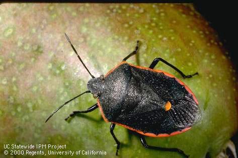 Adult conchuela stink bug.