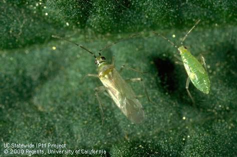 Tomato bug, <i>Tupiocoris</i> (=<i>Cyrtopeltis</i>) <i>modesta</i>, adult (left) and nymph.