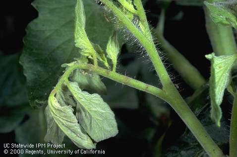 Crop damage by tomato bug.