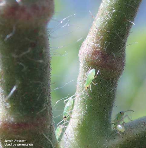 Nymphs of tomato bug, <i>Cyrtopeltis modesta</i>.