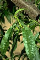 Calocoris and thrips.