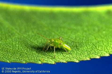 Nymph calocoris bug <i>Closterotomus</i> (=Calocoris</i>) <i>norvegicus</i> nymph.