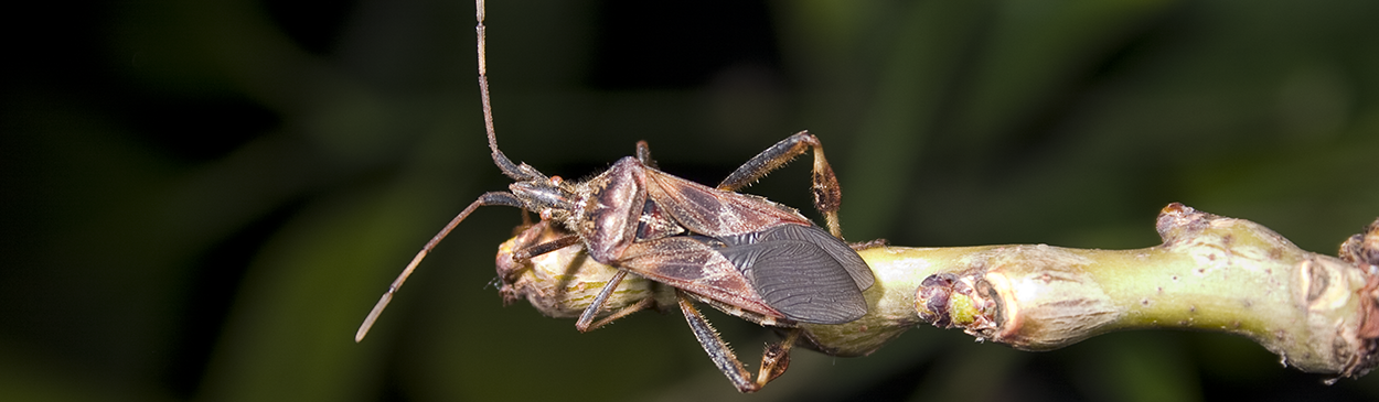 Adult leaffooted bug, Leptoglossus occidentalis.