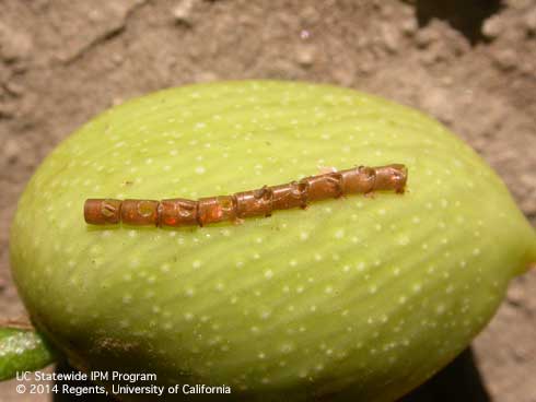 Eggs of leaffooted bugs, <i>Leptoglossus</i> sp.