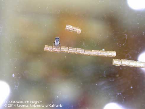 An adult parasitoid, <i>Gryon pennsylvanicum,</i> laying its eggs inside of the eggs of a leaffooted bug, <i>Leptoglossus</i> sp.