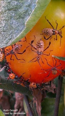 Nymphs of leaffooted bug, <i>Leptoglossus</i> sp., on tomato.