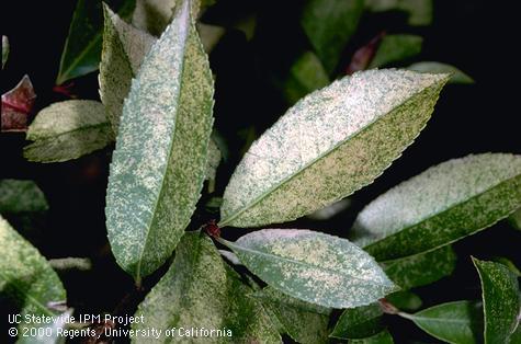 Bleached foliage caused by lace bug, <i>Corythucha</i> sp., feeding.