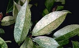 Bleached foliage caused by lace bugs