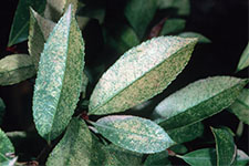 Lace bug bleaching, stippling