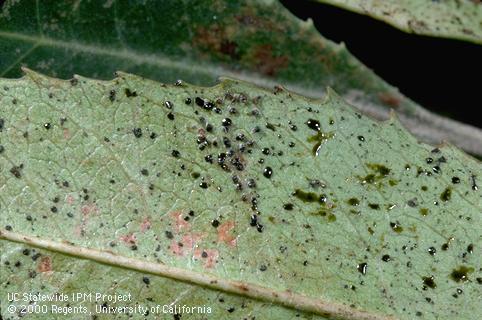 Fecal speckles of California Christmas berry tingid (lace bug).