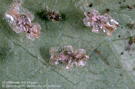 California Christmas berry tingid adult and nymphs.