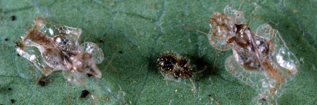 Insects with clear wavy coverings with a lace-like pattern. Credit: Jack Kelly Clark, UC IPM