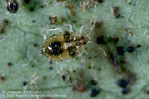 California Christmas berry tingid nymph.