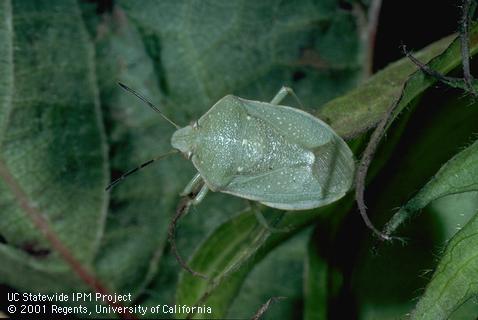 Adult Say stink bug, <i>Chlorochroa sayi</i>.