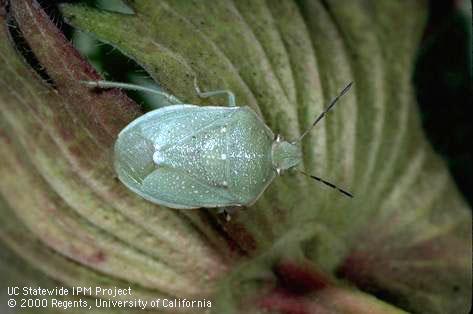 Adult Say stink bug, <i>Chlorochroa sayi</i>.