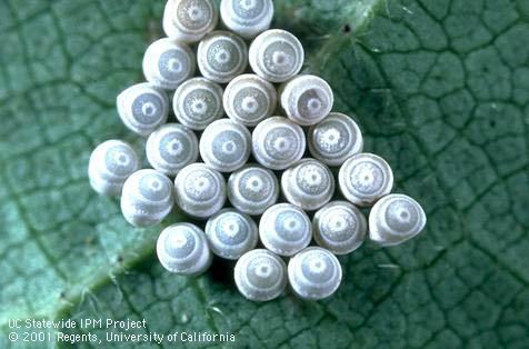 Eggs of Say stink bug, <i>Chlorochroa sayi</i>.