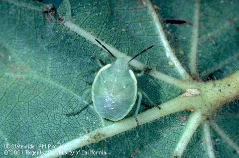 Nymph of Say stink bug, <i>Chlorochroa sayi</i>.