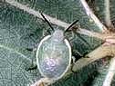 Say stink bug
