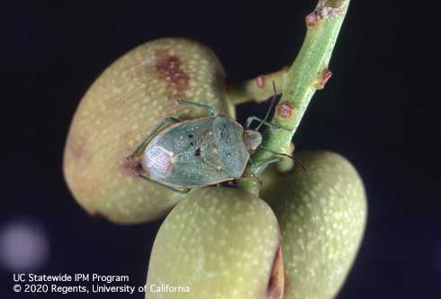 Adult Uhler's stink bug, <i>Chlorochroa uhleri</i>. Three yellow spots along the front margin of the scutellum (triangular segment on top the thorax) can help to distinguish this species.