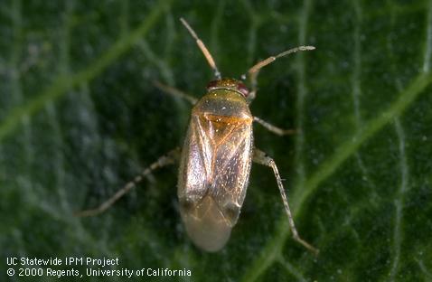 Mullein plant bug, <i>Campylomma verbasci</i>, adult.