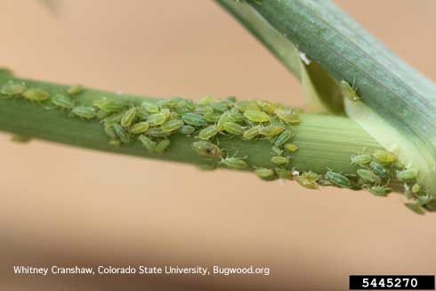 Colony of willow carrot aphids, <i>Cavariella aegopodii.</i>.