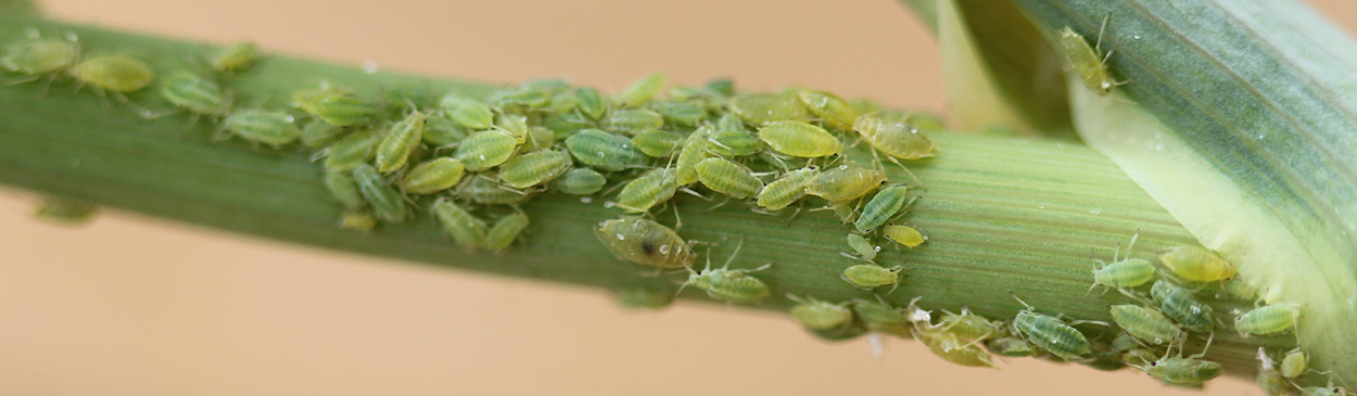 Colony of willow carrot aphids, Cavariella aegopodii.