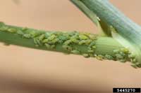 Oval-shaped green aphids of various sizes clustered on a stem.