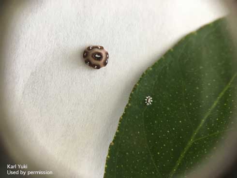 Mature female and nymph of barnacle scale, <i>Ceroplastes cirripediformis.</i>.