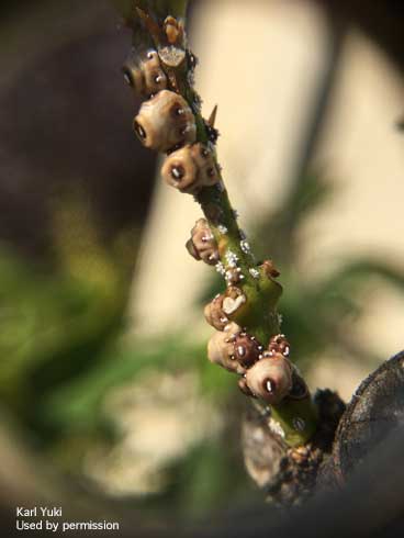 Mature females and nymphs of barnacle scale, <i>Ceroplastes cirripediformis.</i>.