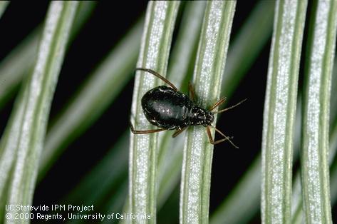 Adult bow-legged fir aphid.