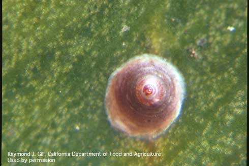 Dictyospermum scale, <i>Chrysomphalus dictyospermi.</i>.