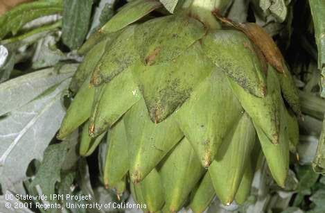 Artichoke bracts with black sooty mold on honeydew excreted by artichoke aphid, <I>Capitophorus elaeagni.</I>.